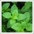 Peppermint Es.Oil
