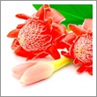 Ginger Flower FO.